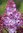 Syringa hyacinthiflora `ESTHER STALEY´