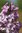Syringa hyacinthiflora `MIRABEAU´