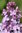 Syringa hyacinthiflora `MIRABEAU´
