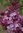 Syringa hyacinthiflora `MAIDEN´S BLUSH´ (ROSENROT)
