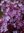 Syringa hyacinthiflora `MAIDEN´S BLUSH´ (ROSENROT)