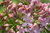 Syringa hyacinthiflora `LAVENDER LADY´