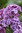Syringa hyacinthiflora `POCAHONTAS`