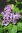 Syringa hyacinthiflora `POCAHONTAS`